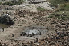 20-Wildebeest corpses in the Mara river